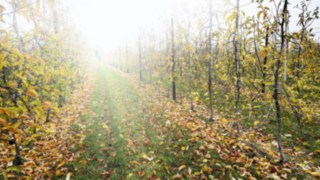 Ein Weg bei der Obstbaumschule.